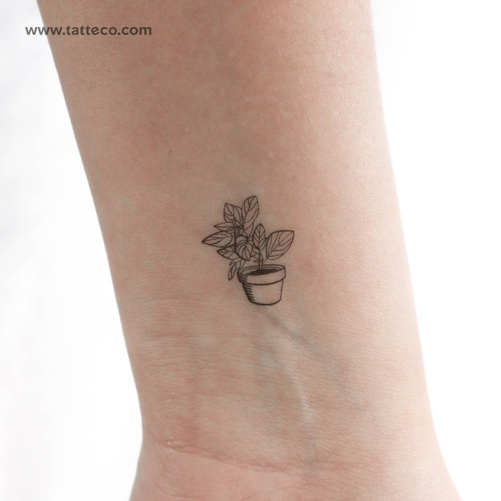 succulent plants tattoo House Plant Temporary Tattoo