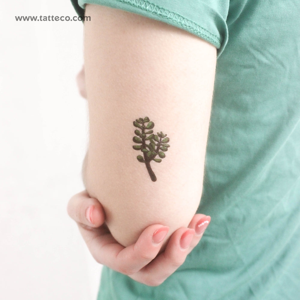 geometric succulent tattoo Jade Plant Temporary Tattoo