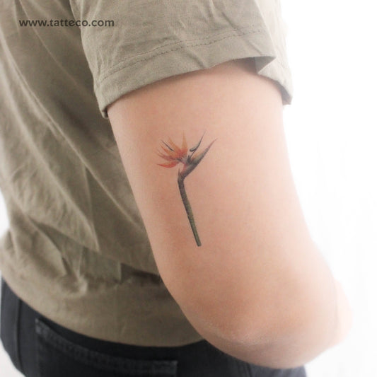 Tatuaje temporal de ave del paraíso en acuarela (juego de 3)