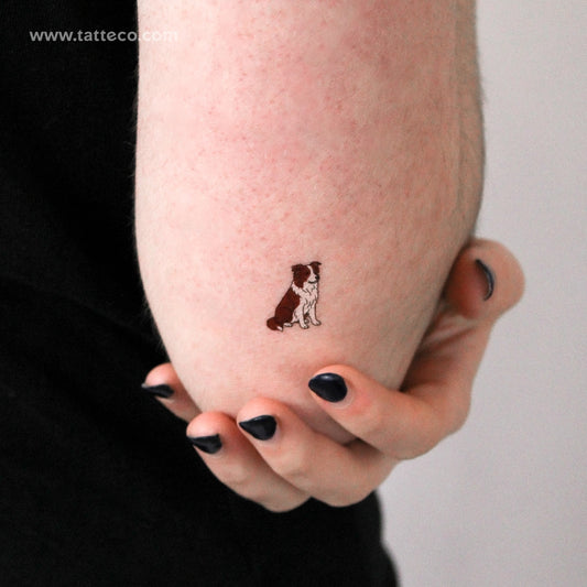 Chocolate Border Collie Temporary Tattoo - Set of 3