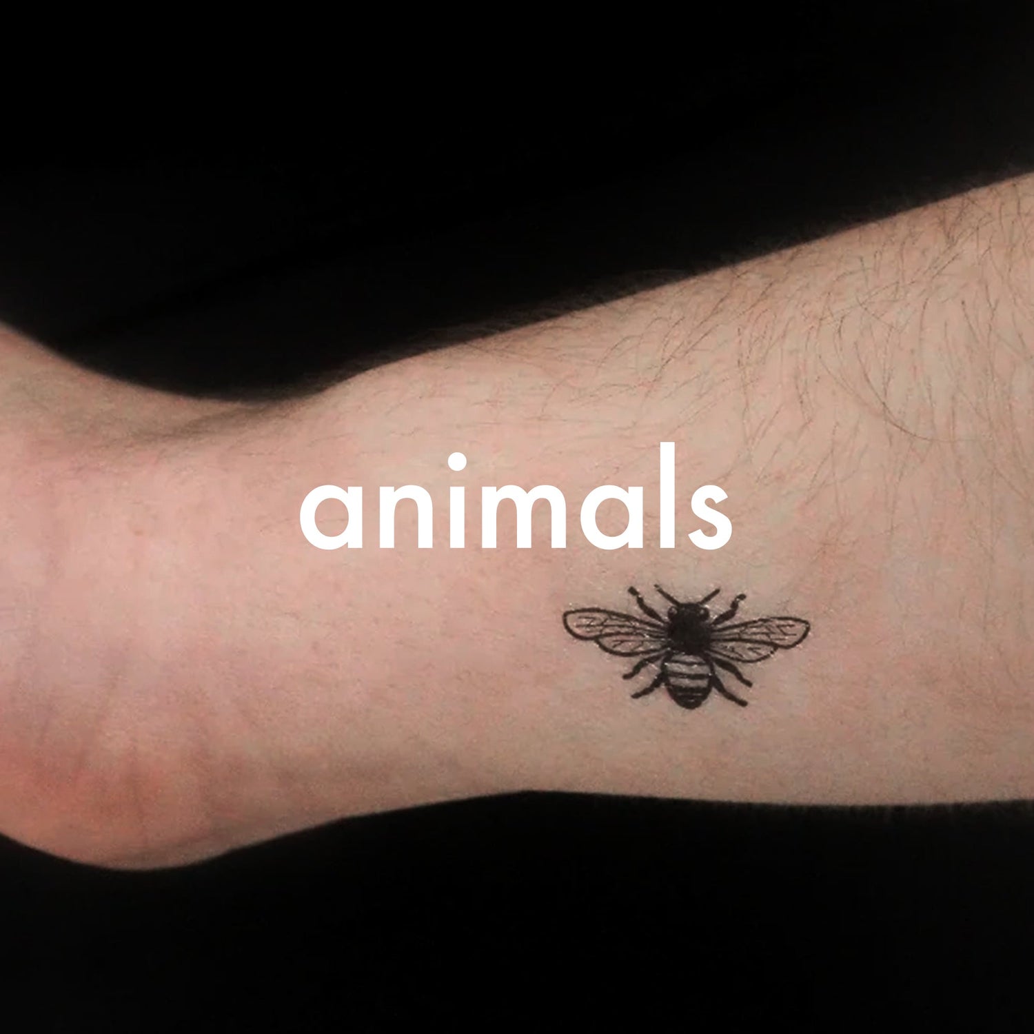 Animals
