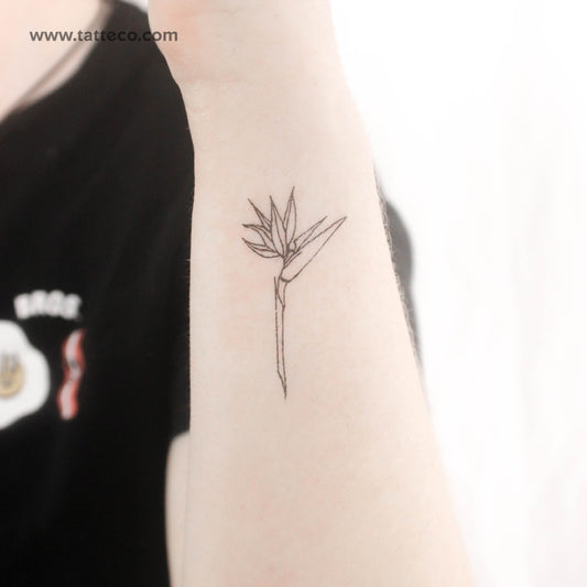 Tatuaje temporal de ave del paraíso de línea fina (juego de 3)