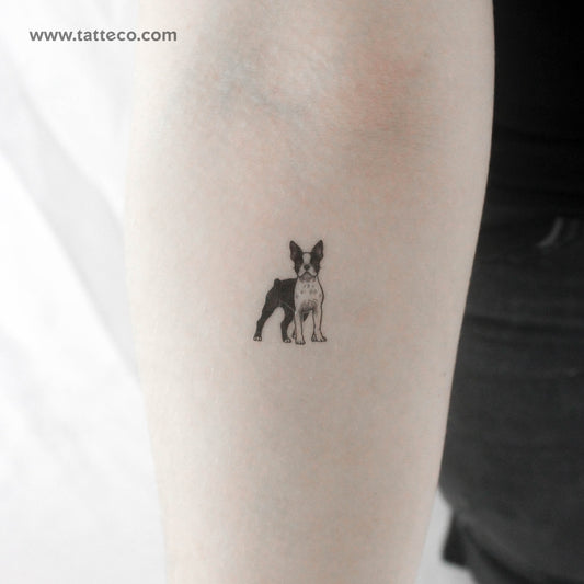 Tatuaje temporal de Boston Terrier - Juego de 3