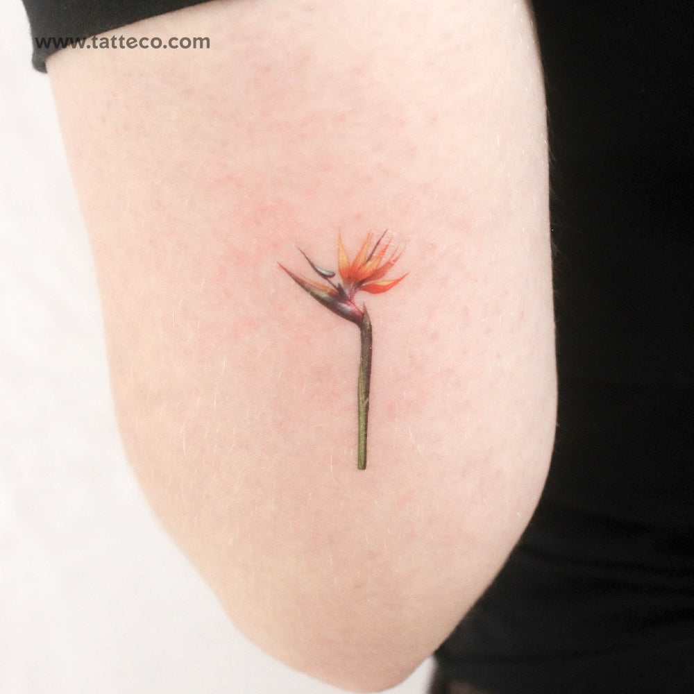 Watercolor Bird Of Paradise Temporary Tattoo - Set of 3