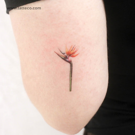 Tatuaje temporal de ave del paraíso en acuarela (juego de 3)