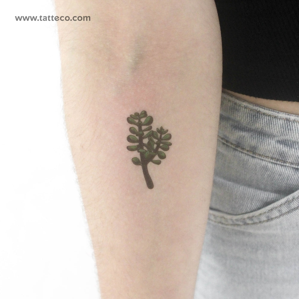 Jade Plant Temporary Tattoo - Set of 3