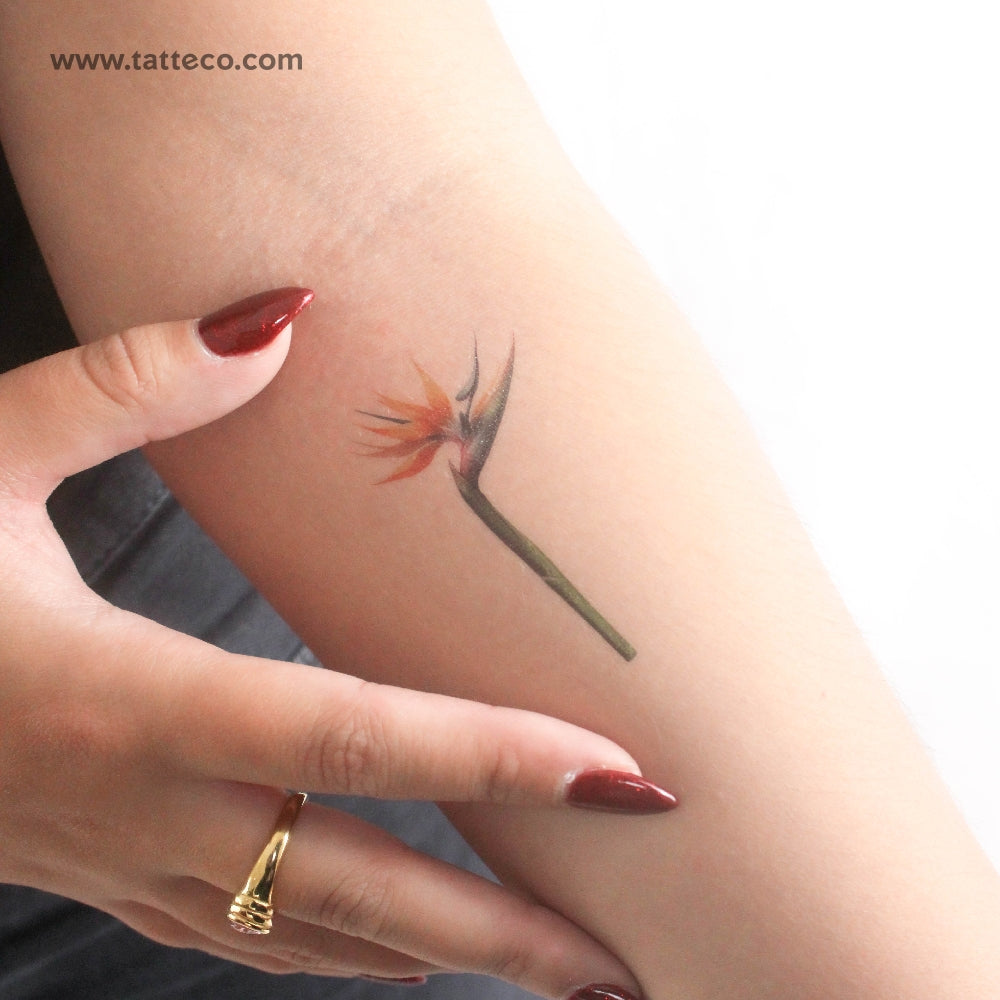 Watercolor Bird Of Paradise Temporary Tattoo - Set of 3