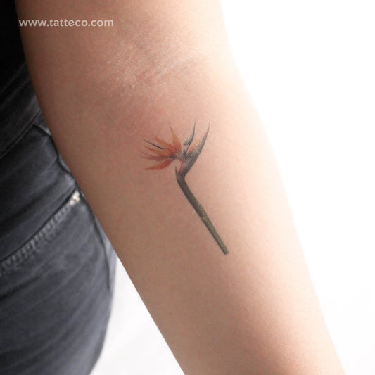 Tatuaje temporal de ave del paraíso en acuarela (juego de 3)