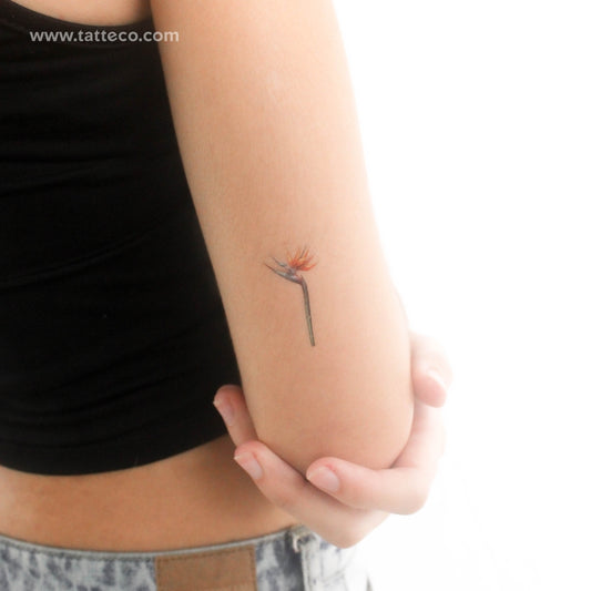 Tatuaje temporal pequeño de Strelitzia en acuarela (juego de 3)