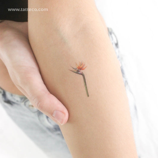Tatuaje temporal pequeño de Strelitzia en acuarela (juego de 3)