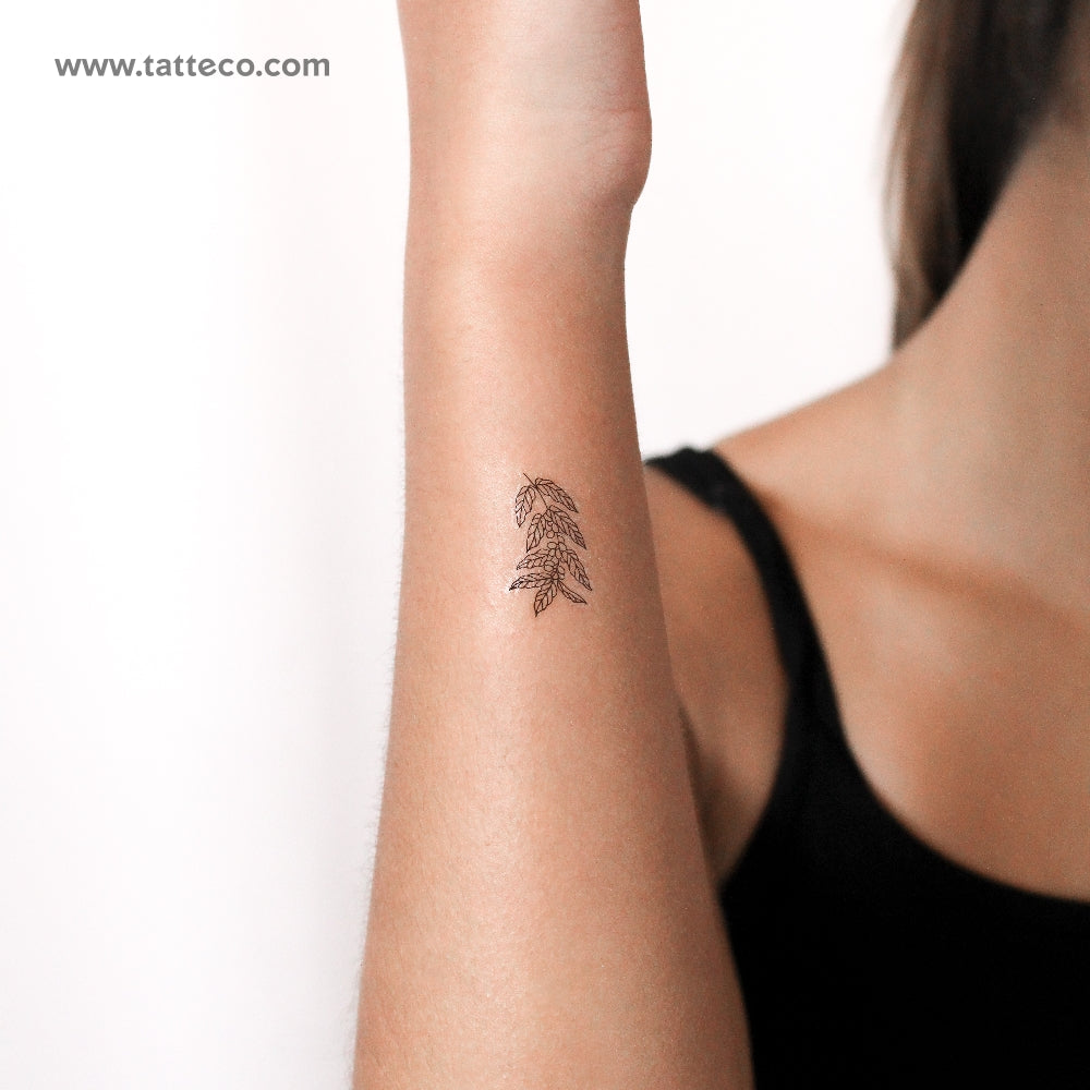 Coffea Plant Temporary Tattoo - Set of 3