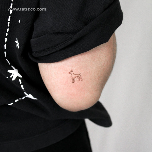 Fine Line Pinscher Temporary Tattoo - Set of 3