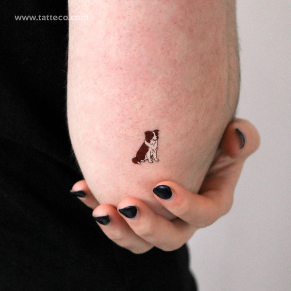Chocolate Border Collie Temporary Tattoo - Set of 3