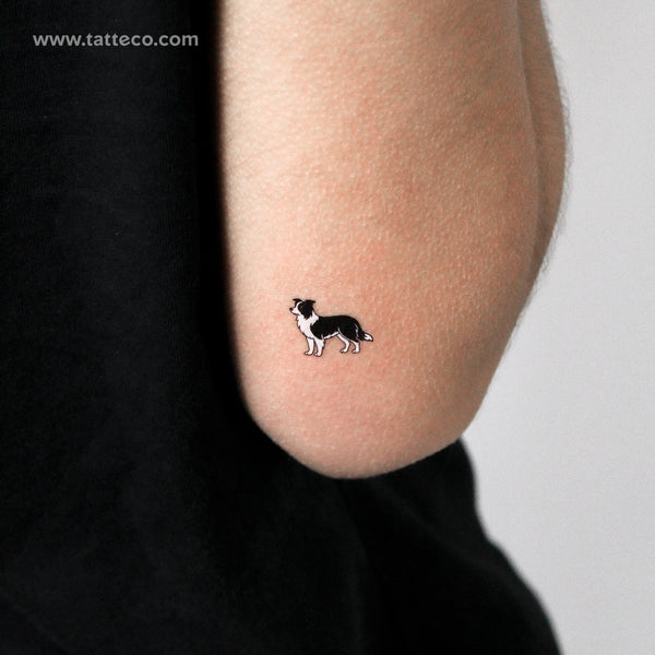 Black And White Border Collie Temporary Tattoo - Set of 3