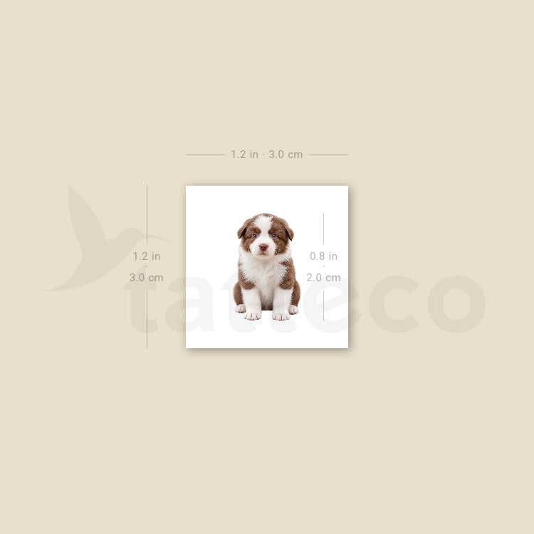 Chocolate Border Collie Puppy Temporary Tattoo - Set of 3