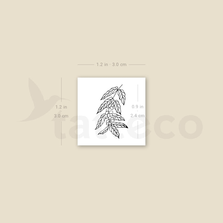 Coffea Plant Temporary Tattoo - Set of 3