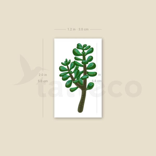 Jade Plant Temporary Tattoo - Set of 3