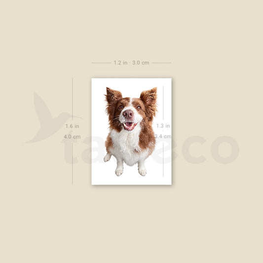 Realistic Chocolate Border Collie Temporary Tattoo - Set of 3