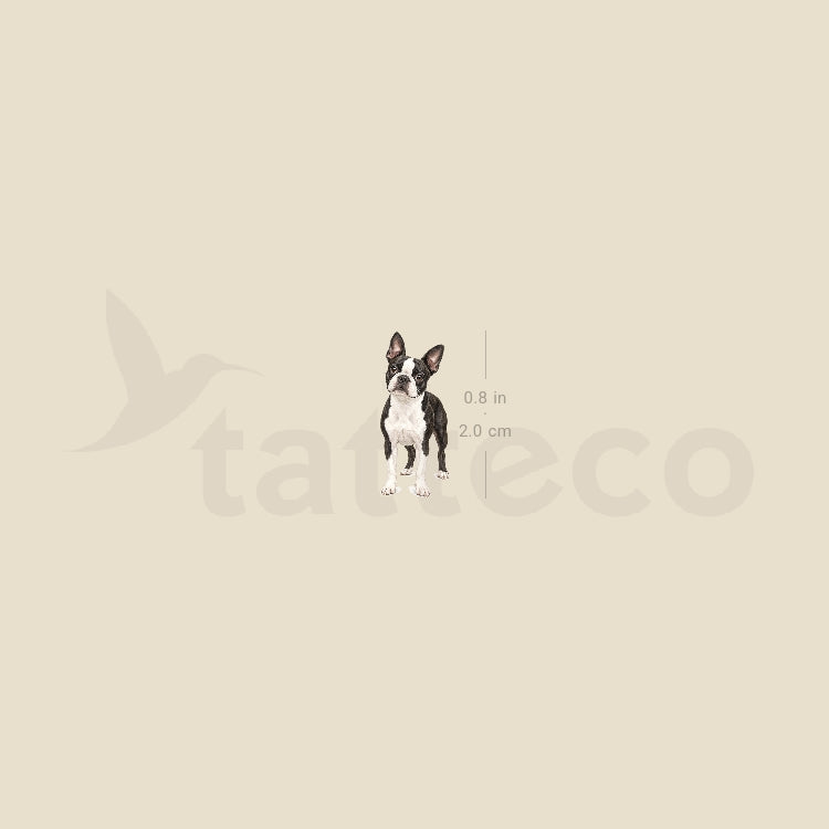 Realistic Boston Terrier Temporary Tattoo - Set of 3