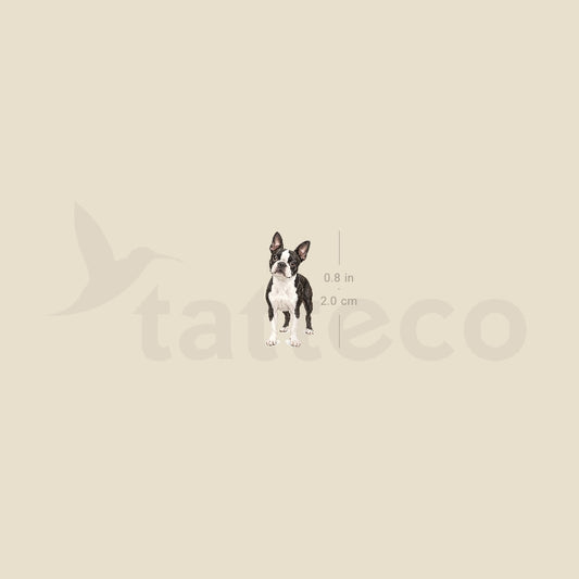 Realistic Boston Terrier Temporary Tattoo - Set of 3