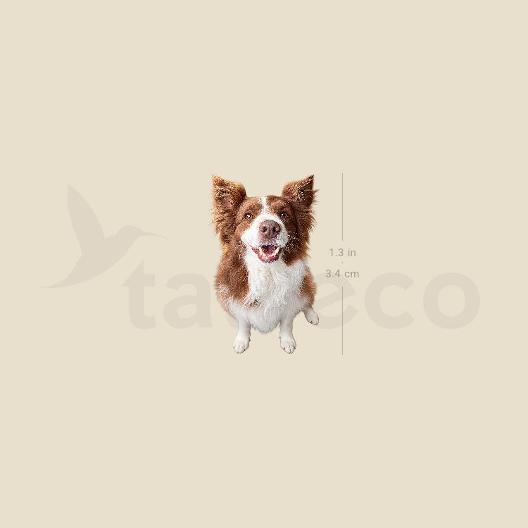 Realistic Chocolate Border Collie Temporary Tattoo - Set of 3