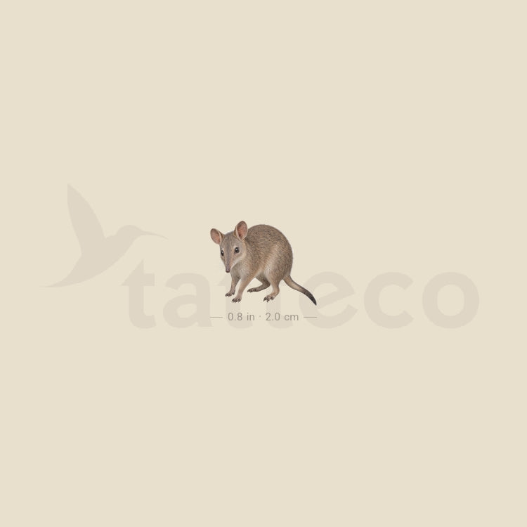 Bandicoot Temporary Tattoo - Set of 3