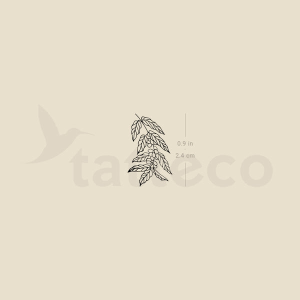 Coffea Plant Temporary Tattoo - Set of 3