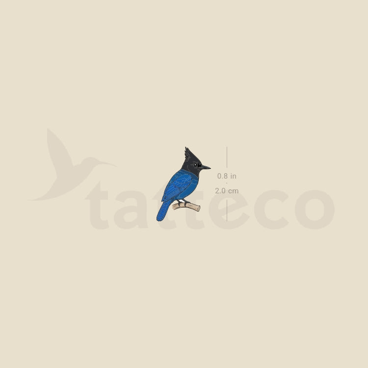 Steller's Jay Temporary Tattoo - Set of 3