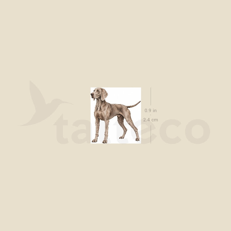 Weimaraner Temporary Tattoo - Set of 3